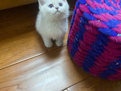 -喵zoo家庭繁育猫舍(尖东智能花园店)