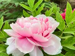 -洛阳市隋唐城遗址植物园