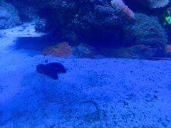 -太平洋海底世界餐厅