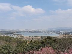 -香雪海