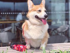 -星巴克(成都科学城店)