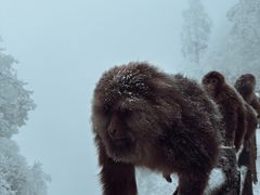 -峨眉山风景名胜区