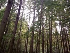 -日照海滨国家森林公园
