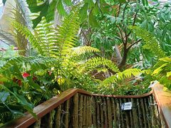 -正佳雨林生态植物园