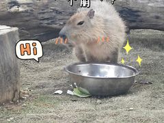 -武汉动物园