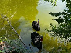 -静之湖湖畔餐厅