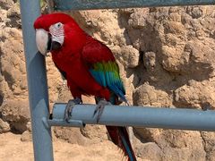 -西霞口神雕山野生动物世界