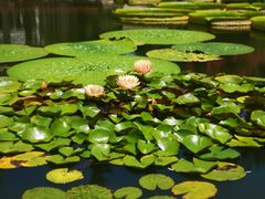 -国家植物园南园