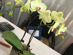 -龙大花卉苗木市场