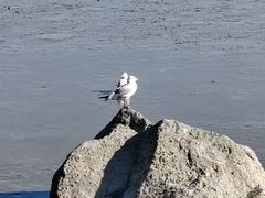 -深圳湾公园(南山区)