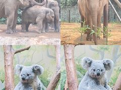 -广州长隆野生动物世界