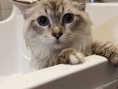 -屋虎猫馆(宝安大仟里店)