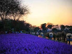 -顺峰山公园