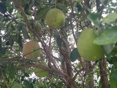 -南通洲际绿博园