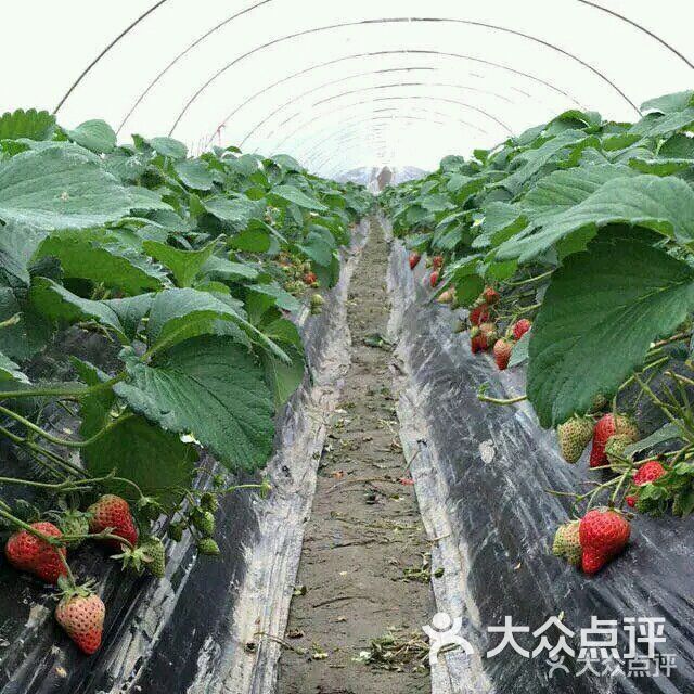 幸运草莓园图片-北京采摘/农家乐-大众点评网