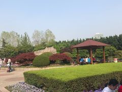 景点-嘉定紫藤园