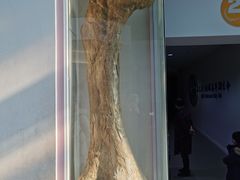 -辽宁古生物博物馆