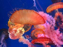 -海合安成都极地海洋公园