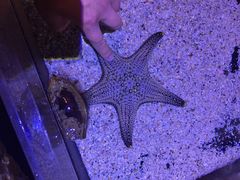 -暹罗海洋世界