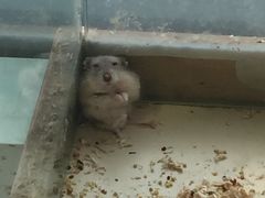 -怪兽屋·羊驼·猫咖·狗咖(俊华广场店)