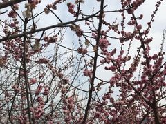 -香雪海