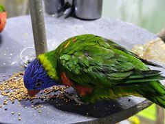 -上海大自然野生昆虫馆(东方明珠·爬宠昆虫探索中心)