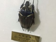-上海昆虫博物馆