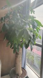 -北京米扬丽格医疗美容·联合丽格鼻整形中心