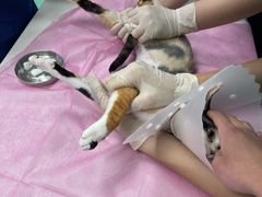 -北京观赏动物医院·24小时大型综合·猫专科·异宠专科