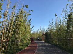 -上海长兴岛郊野公园