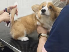 -艾贝尔宠物医院 ·内科全科(梁溪路店)