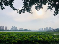 -月湖风景区