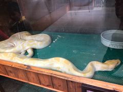 -上海大自然野生昆虫馆(东方明珠·爬宠昆虫探索中心)