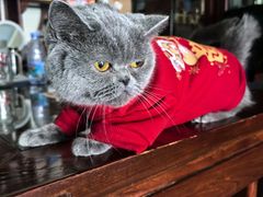 -FAELING PETS美天灵宠物(富力广场店)