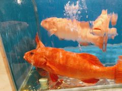 -宁波石浦大饭店(新材料城店)