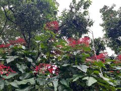 -中国科学院西双版纳热带植物园