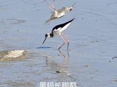 -深圳湾公园(南山区)