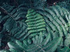 -深圳仙湖植物园