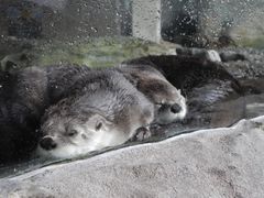 -西雅图水族馆