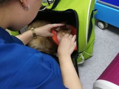 -喜多萌中农锦绣动物医院24H·猫科·牙科MRI·CT