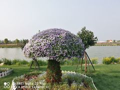 -荷兰花海