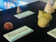 -上海海洋大学鱼文化博物馆(军工路校区)