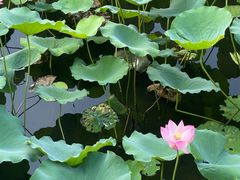 -荔湾湖公园