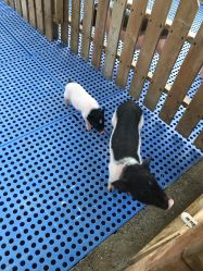 -萌宠亲子动物乐园(槐房万达店)