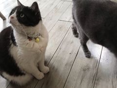 -海边的猫和咖啡馆