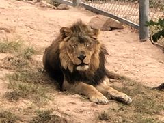-西霞口神雕山野生动物世界