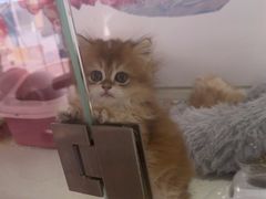 -糯米喵星人总部直营旗舰店·猫舍·幼猫出售