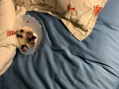 -宠爱国际动物医院· 猫科· 外科·中兽医(长白店)