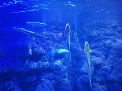 -江和美海洋公园