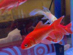 -海底捞火锅(武胜路凯德广场店)